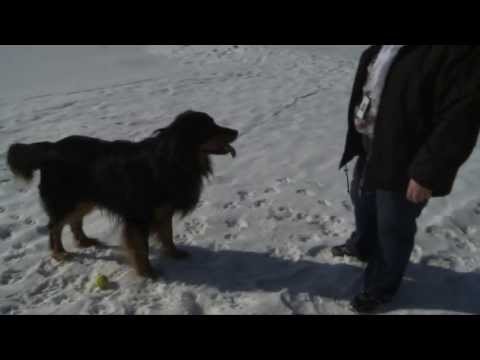 Video: 7 Vinkkiä Lemmikkisi Hoitamiseen Tänä Talvena