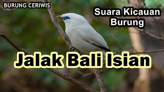 Suara Kicaun Burung Jalak Bali Gacor Full Isian