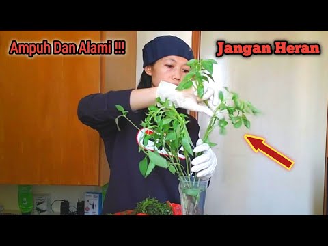 AMPUH DAN ALAMI !!! BEGINI CARA MENGATASI/MENGOBATI WASIR AMBEIEN DENGAN CEPAT DAN AMAN