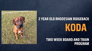 Best Dog Training in Chicago! 2 year old Rhodesian Ridgeback, Koda!