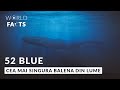 52 BLUE : CEA MAI SINGURA BALENA DIN LUME