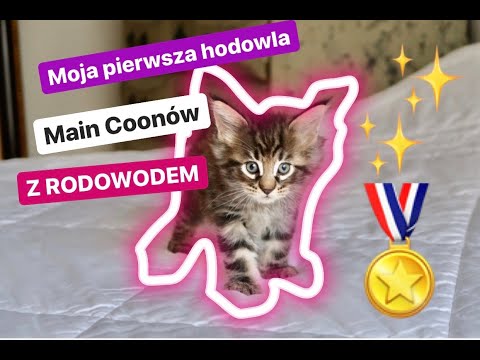 Wideo: Jak Hodować Kocięta