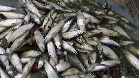 Nelayankita "Sistem Informasi Pendataan Nelayan dan hasil tangkapan"