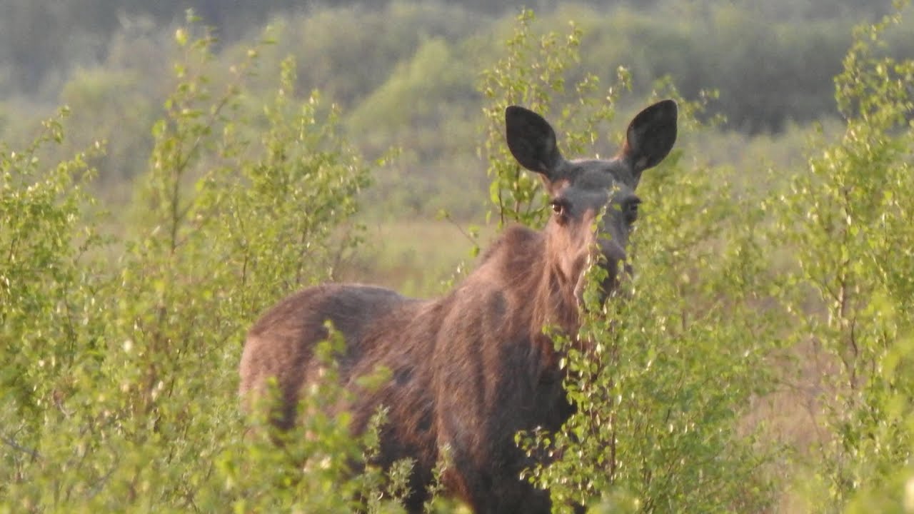 Store Mosse Nationalpark - Småland, Sweden