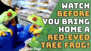10 Things You Need Before Getting a RedEyed Tree Frog
