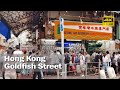 Walking in Goldfish Street, Mong Kong, Hong Kong 4K │金魚街 │香港 │旺角