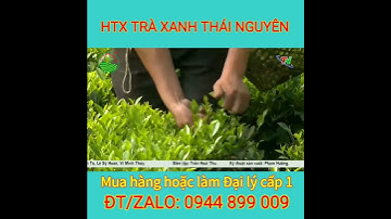 Trà Thái Nguyên | Đang tiếp tục tuyển Đại lý cấp 1 |#shorts