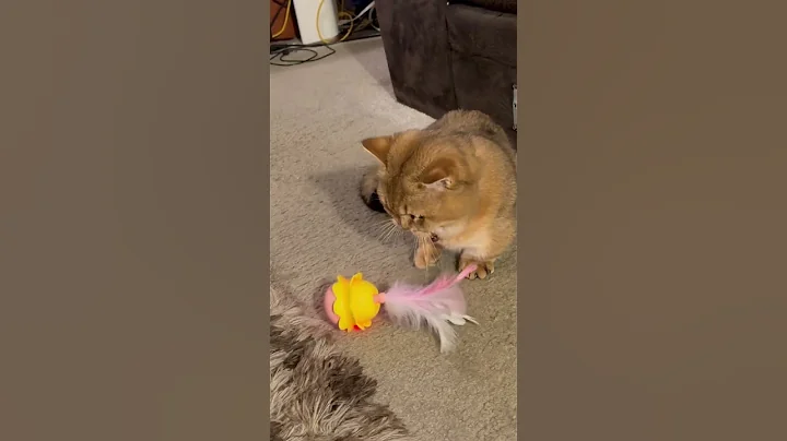 Video 11760011: munchkin catlover kitten cute, munchkin cats catlover, cute little munchkin cat, lovely munchkin cat