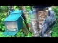 Starling And Squirrel On Spring Monday Visit To My Cottage Garden Scone Perth Perthshire Scotland