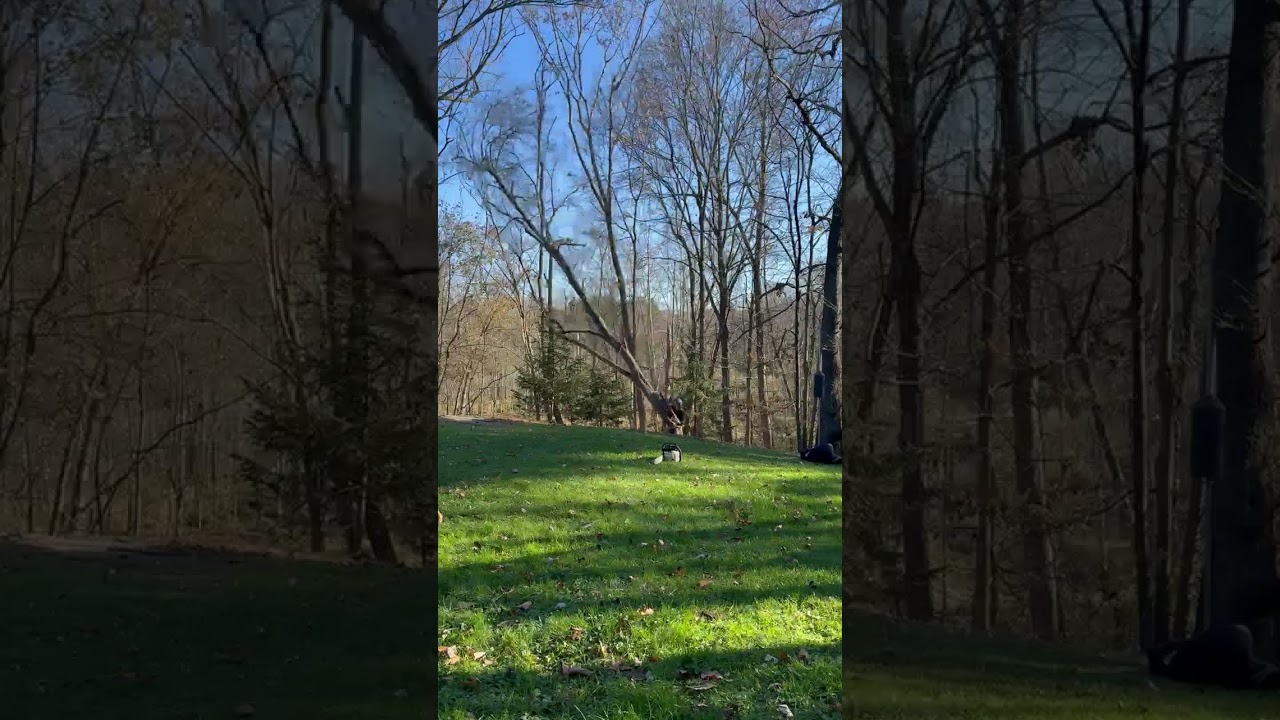 Daves Tree Removal Inc. | Medina 