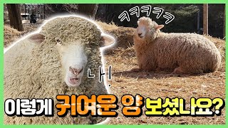 [귀염주의] 이렇게 치대는 양은 생전 처음 보실 겁니다 ㅎㅎ