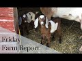 Friday farm report baby goats and raised beds