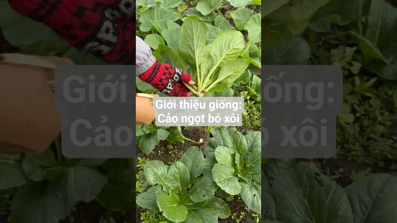 Giới thiệu giống: Cải ngọt bó xôi Koros mềm ngon - Rạng Đông Seeds #hatgiongrangdong #rangdongseeds
