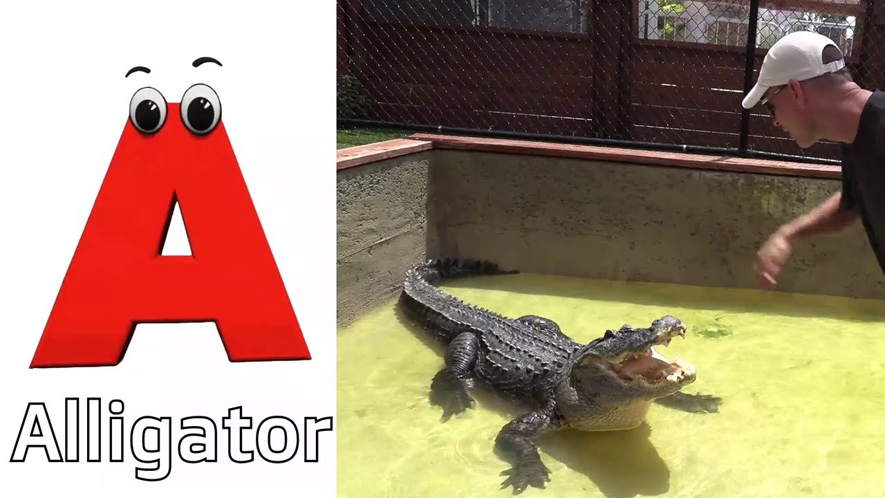 animals-a-to-z-song-song-for-kids-alphabet-letters-animals-song