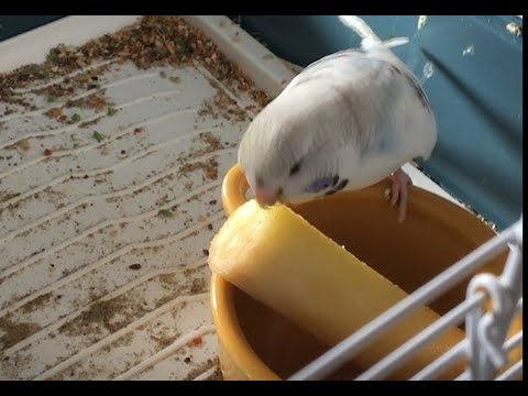 Vidéo: Les perruches peuvent-elles manger des bananes ?