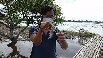 Trải Nghiệm Đi Câu Cá Rô, Cá Chốt Nướng Tại Ruộng Quê | 70TNVlogs #21