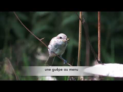 Pies grièches en famille