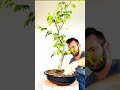 showing off this Thornless Flowering Brazilian Rain Tree #bonsai project that's just sold 🌳🌞🌳