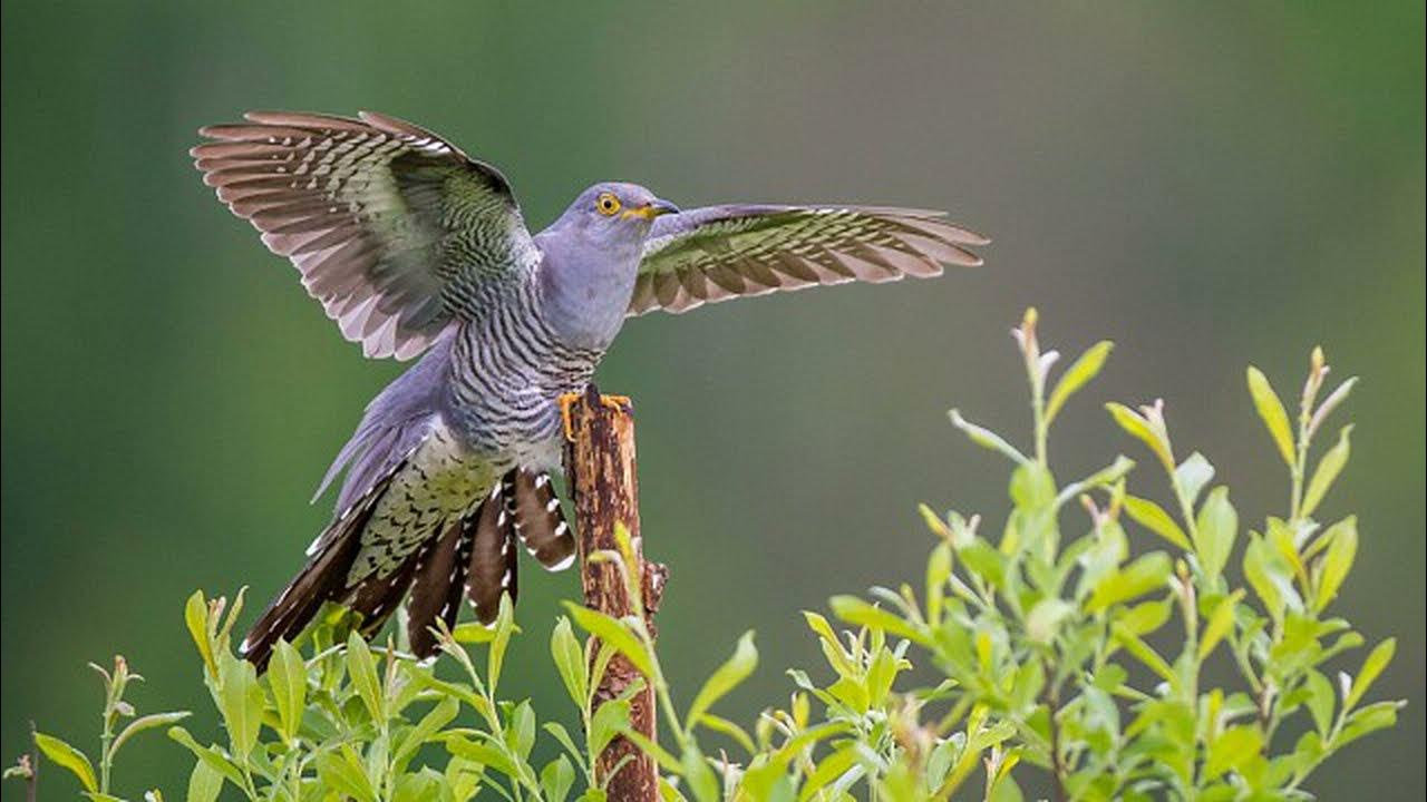 Вдали кукушка куковала. Кукушка Cuckoo. Четырёхкрылая Кукушка. Голубая Мадагаскарская Кукушка. Кукушка птица.