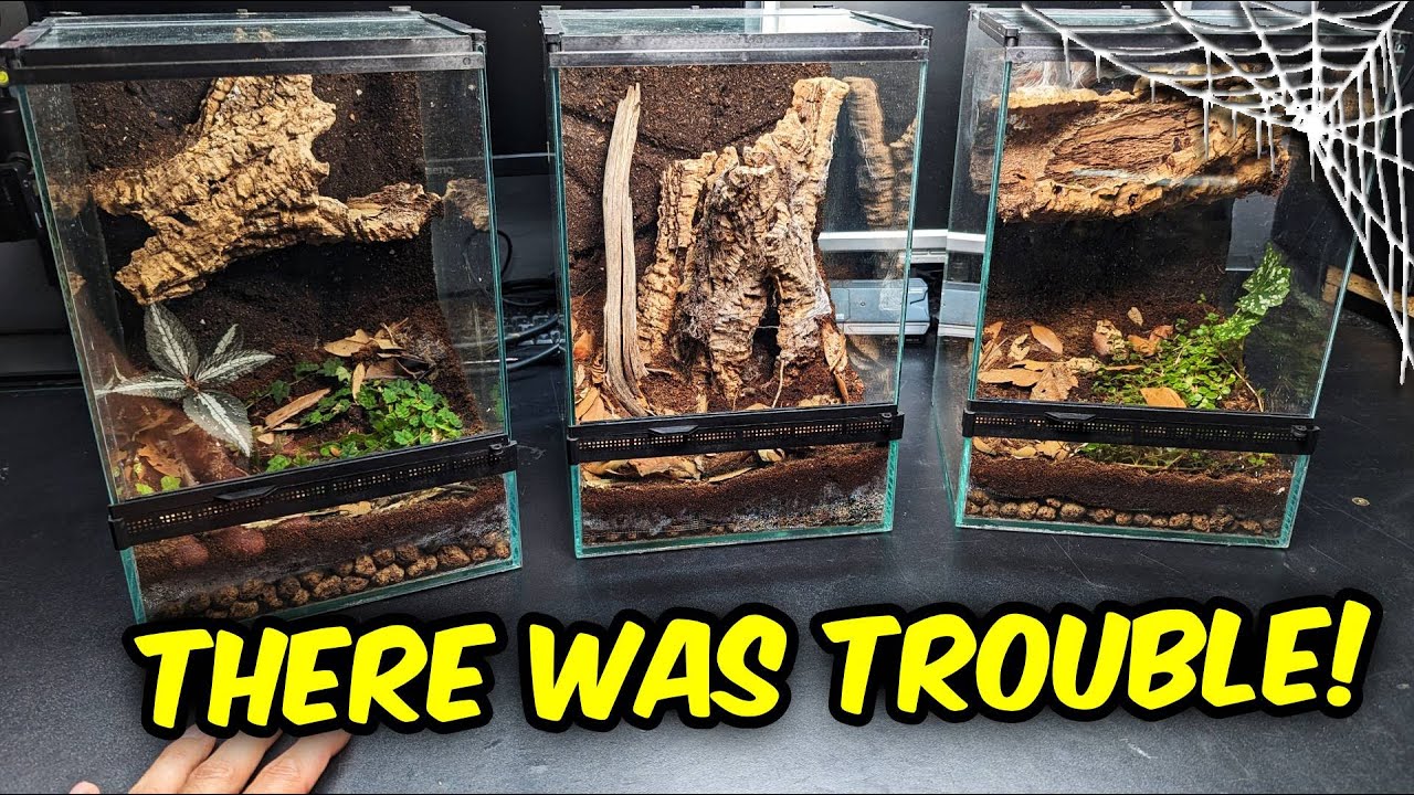 Переезд ЧУТЬ не закончился СМЕРТЕЛЬНО!