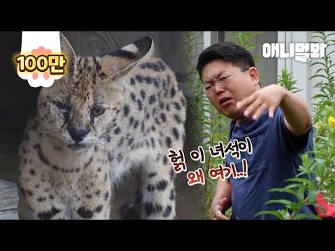 시골 마을에 나타난 아프리칸 <strong>서벌</strong>(?) 그런데 포획되자마자 녀석이 보인 반응이..ㅣServal Appears Not In Africa, But In A Rural Village?!