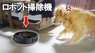 ロボット掃除機に愛犬がガチおこ過ぎてカオスww