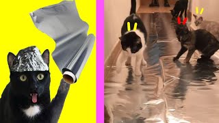 Gatos Luna y Estrella reaccionando al desafío del papel de aluminio / Videos de gatitos