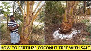 How to Fertilize and protect Coconut tree with Sea Salt / Organic manure and Fertilizer application screenshot 1