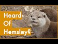 Have you heard of Hemsley Conservation Centre?