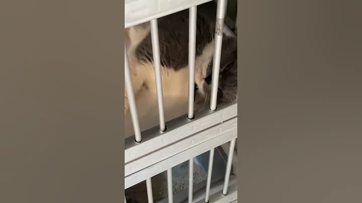 Watch the video about British short hair #cat #pets