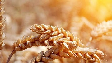 آيات الإنفاق بصوت القارئ م.أسامة الصافي
