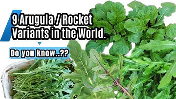 9 rucola-/raketvarianten ter wereld.