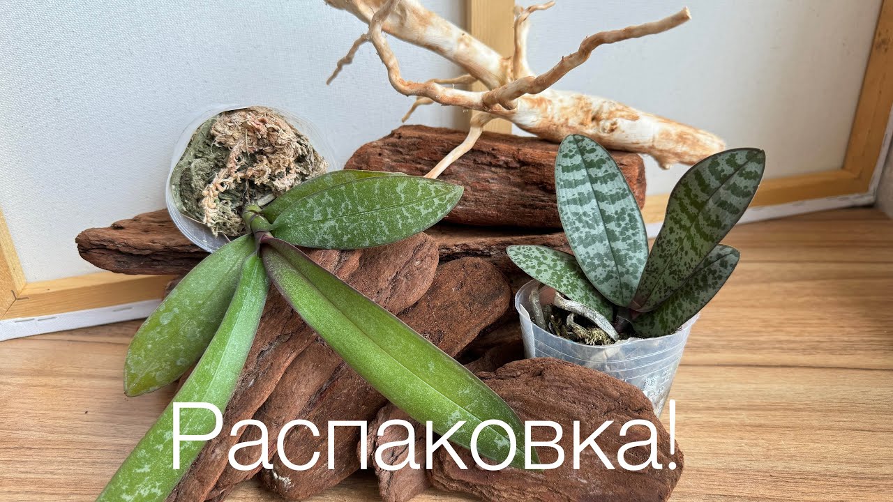 Две новые орхидеи. Крупная кора и препараты