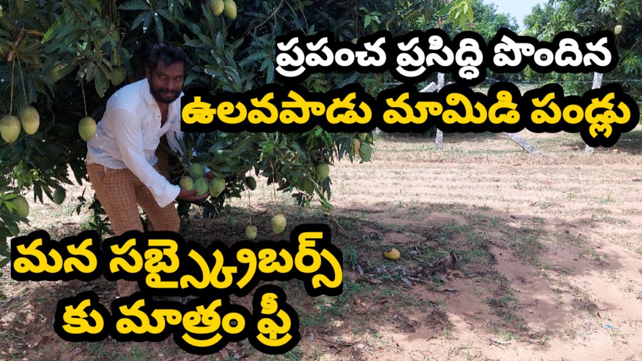 ఉలవపాడు మామిడికాయలు / ulavapadu mangoes // call 9490341221 YouTube