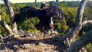 NEFL-Bald Eagle Legacy Getting Restless In The Hamlet