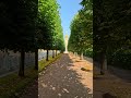 Great Square Shaped Tree Alley in Peterhof 4K #peterburg #travel #asmr #nature
