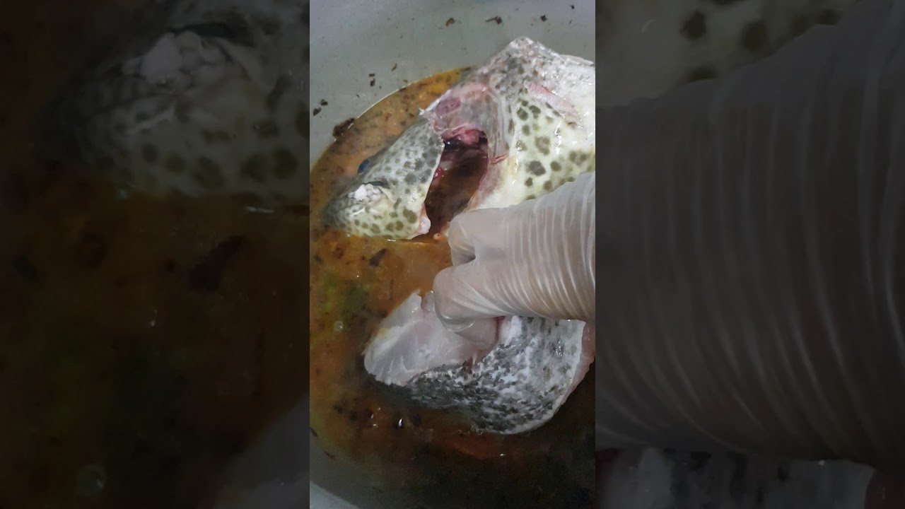 مجبوس هامور بحريني.