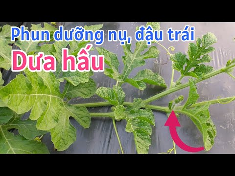 Video: Làm Gì Để Cây Dưa Hấu Không Có Quả