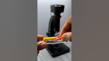 Kurkure Under Microscope | you can