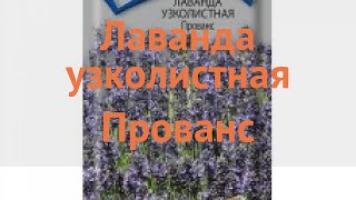 Лаванда узколистная Прованс (provans) 🌿 лаванда Прованс обзор: как сажать семена лаванды Прованс