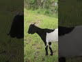 #beautifullgoats#goathusbandry #cute #goatraising #farming #whitegoat #goatfarming #cuteanimal168m