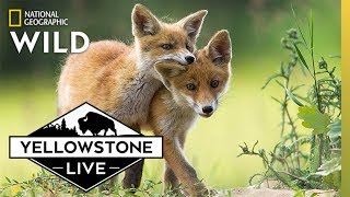 See Foxes LIVE in Yellowstone | Yellowstone Live