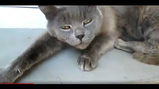 Funny Cats and Kittens Meowing by Gnat Vova 165 views 2 weeks ago 2 minutes, 8 seconds