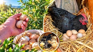 Yaban Tavuğu Yumurtasi Buldum,Gurk Tavuğun Altina Koydum