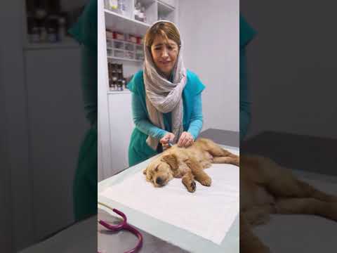 توله سگ گلدن رو میز معاینه خوابیده عمیق