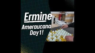 Ermine Ameraucana  incubation day 1 !