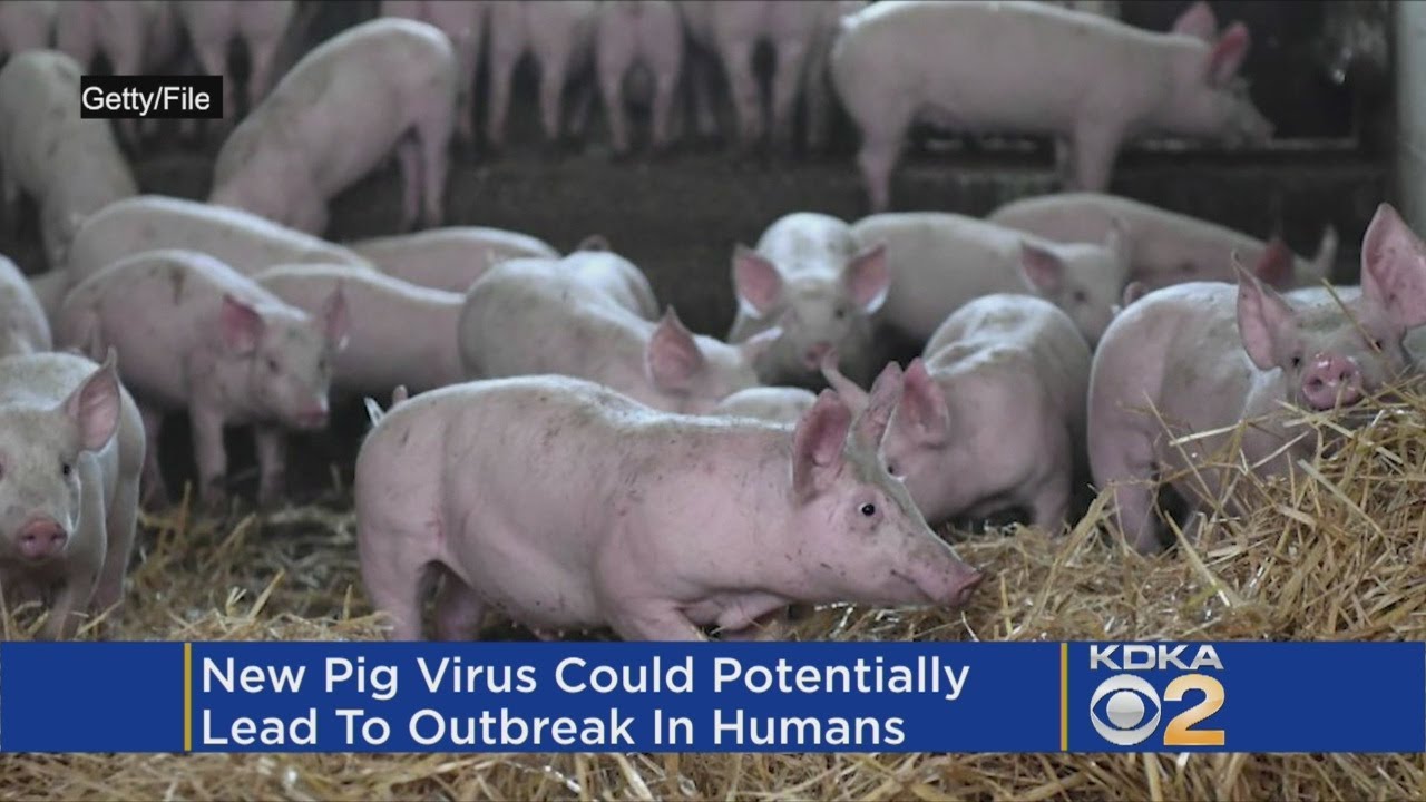 Researchers Discover Deadly New Pig Virus That Could Spread to Humans