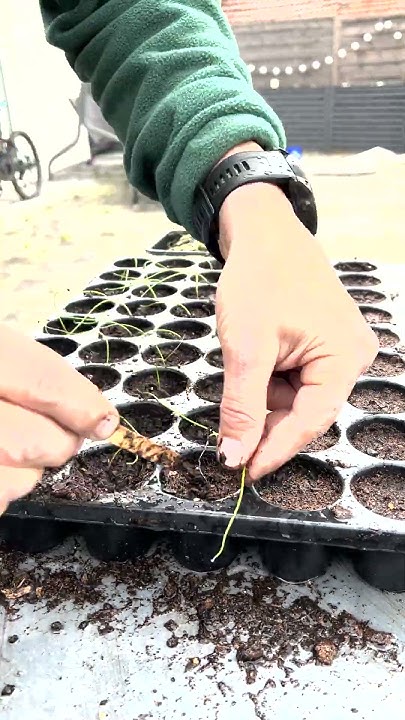 200 Zwiebelpflanzen pikieren für unser und Garten