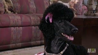 Basket O Poodles Too Cute