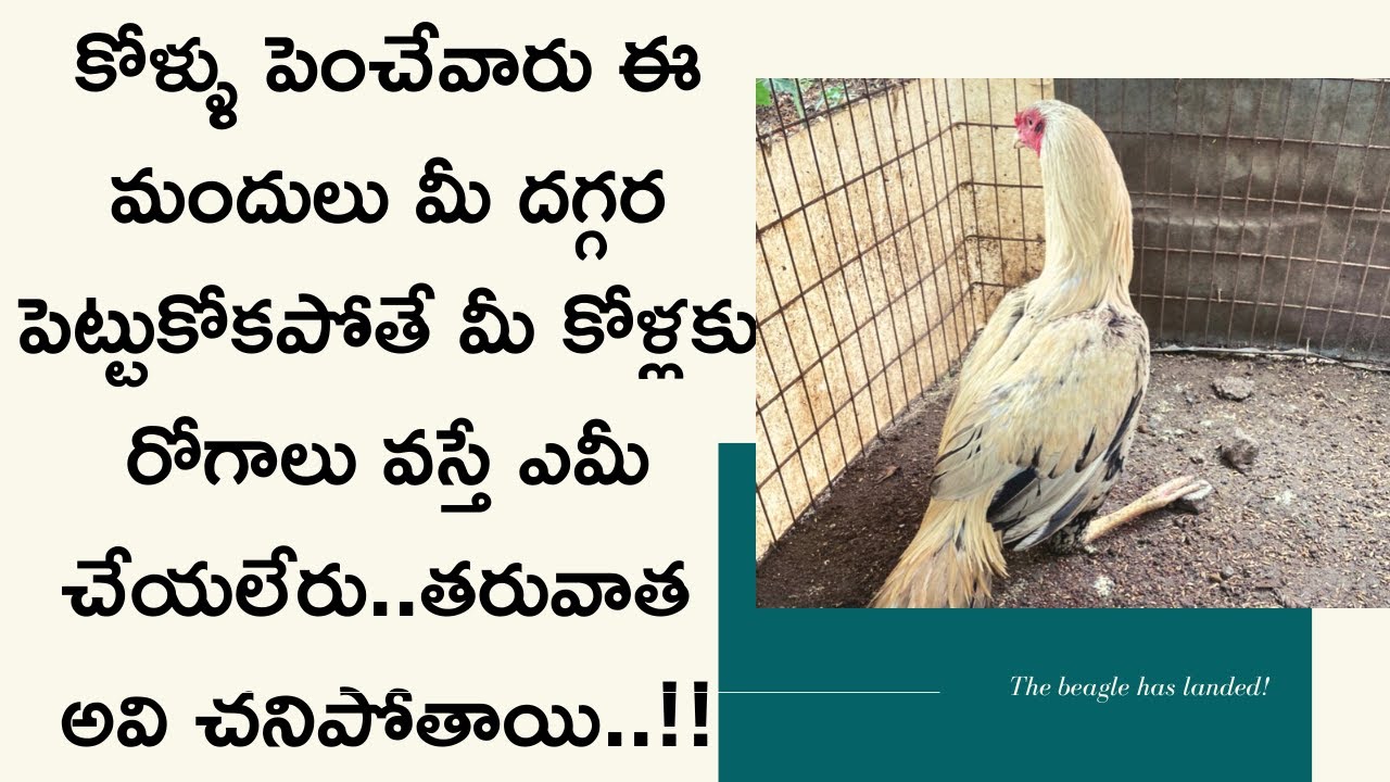 కోళ్ళు పెంచే ప్రతిఒక్కరి వద్ద ఈ మందులు కచ్చితంగా ఉండాలి లేకపోతే మీ కోళ్లకు రోగాలు వచ్చి చనిపోతాయి...